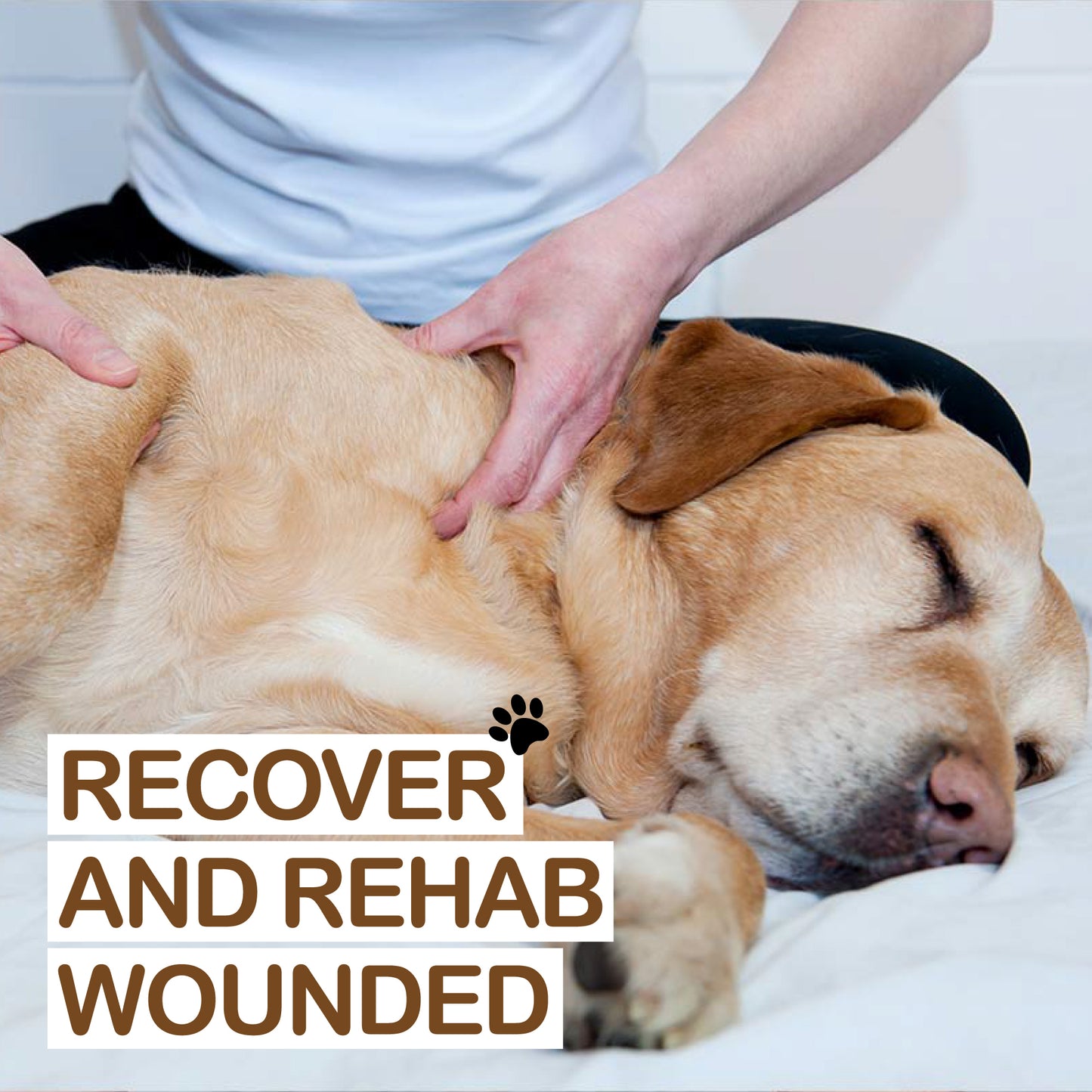 Senior Dog Arnica Pain Relief Massage Oil - Kelebs