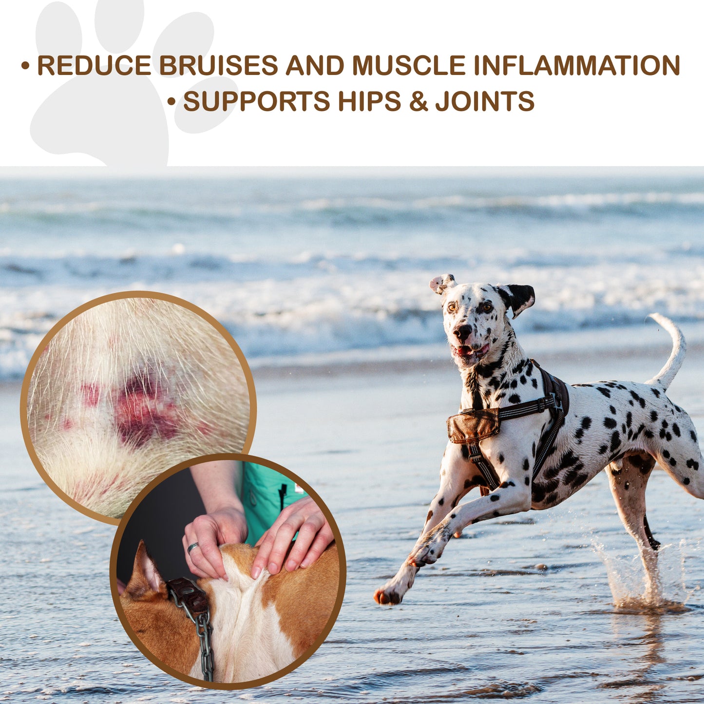 Senior Dog Arnica Pain Relief Massage Oil - Kelebs